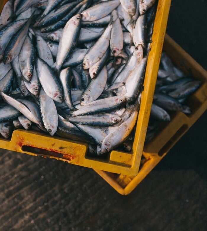 Introducing diversity of supply to increase farmers’ resilience